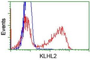 HEK293T cells transfected with either RC205347 overexpress plasmid (Red) or empty vector control plasmid (Blue) were immunostained by anti-KLHL2 antibody (ABIN2453209), and then analyzed by flow cytometry. (KLHL2 antibody  (AA 1-100, AA 494-593))