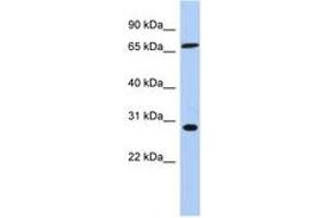 Image no. 1 for anti-Splicing Factor, Arginine/Serine Rich 7 (SFRS7) (C-Term) antibody (ABIN6744021)