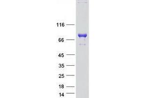 WEE2 Protein (Myc-DYKDDDDK Tag)