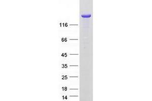 Western Blotting (WB) image for Protocadherin 1 (PCDH1) (Transcript Variant 2) protein (Myc-DYKDDDDK Tag) (ABIN2728362)
