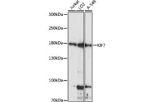 Western blot analysis of extracts of various cell lines, using KIF7 antibody (ABIN7268137) at 1:1000 dilution. (KIF7 antibody  (AA 1044-1343))
