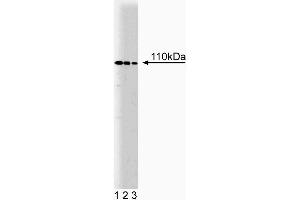 Western blot analysis of Nedd4 on a BC3H1 cell lysate (murine skeletal muscle cells). (NEDD4 antibody  (AA 173-262))