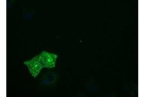 Immunofluorescence (IF) image for anti-Protein tyrosine Phosphatase, Receptor Type, E (PTPRE) antibody (ABIN1500508)