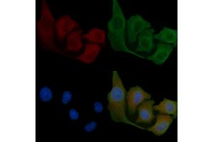 ABIN6258103 and ABIN6275535 staining Hela cells by IF/ICC. (PLK3 antibody  (Internal Region))