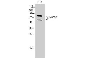 Western Blotting (WB) image for anti-Colony Stimulating Factor 1 (Macrophage) (CSF1) (Internal Region) antibody (ABIN3181408)
