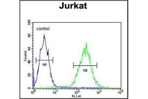 Flow Cytometric analysis of Jurkat cells using RPR1B Antibody (C-term) Cat. (RPRD1B antibody  (C-Term))