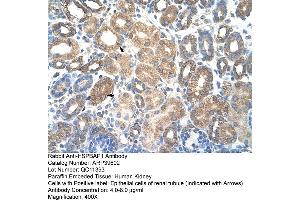 Human kidney (HSPBAP1 antibody  (C-Term))