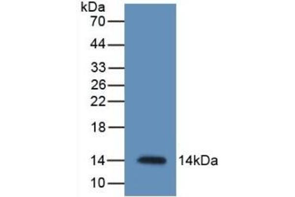 Resistin antibody  (AA 21-114)