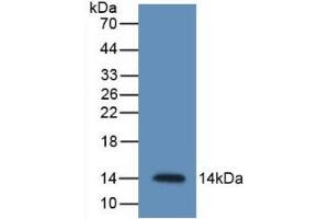 Resistin antibody  (AA 21-114)