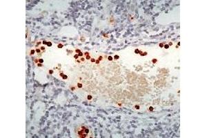 Formalin fixed paraffin embedded human tonsil stained with Myeloperoxidase antibody. (Myeloperoxidase antibody)