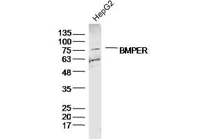 HepG2 lysates probed with BMPER Polyclonal Antibody, Unconjugated  at 1:300 dilution and 4˚C overnight incubation. (BMPER antibody  (AA 501-600))