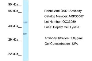 WB Suggested Anti-OAS1 Antibody Titration:  1 ug/ml  Positive Control:  HepG2 cell lysate (OAS1 antibody  (C-Term))