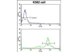 Flow cytometric analysis of K562 cells using CCT3 Antibody (Center)(bottom histogram) compared to a negative control cell (top histogram)FITC-conjugated goat-anti-rabbit secondary antibodies were used for the analysis. (CCT3 antibody  (AA 298-326))
