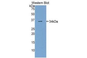 Western Blotting (WB) image for anti-Semaphorin 7A, GPI Membrane Anchor (John Milton Hagen Blood Group) (SEMA7A) (AA 242-507) antibody (ABIN1860528) (SEMA7A antibody  (AA 242-507))