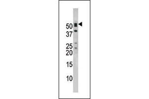 Western blot analysis of anti-NUP50 Pab (ABIN388619 and ABIN2837870) in mouse brain tissue lysate. (NUP50 antibody  (C-Term))