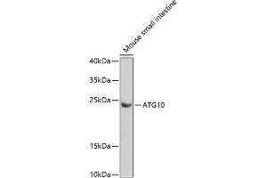 Western blot analysis of extracts of mouse small intestine, using  antibody (ABIN6133192, ABIN6137243, ABIN6137244 and ABIN6223255) at 1:1000 dilution. (ATG10 antibody  (AA 1-220))