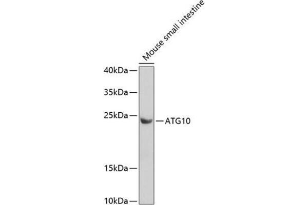 ATG10 Antikörper  (AA 1-220)