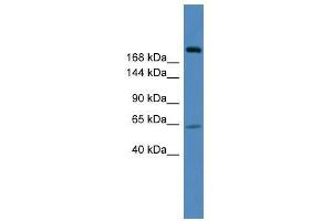 USP9X antibody used at 0. (USP9X antibody  (C-Term))