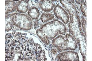 Image no. 12 for anti-Platelet/endothelial Cell Adhesion Molecule (PECAM1) antibody (ABIN1497246) (CD31 antibody)