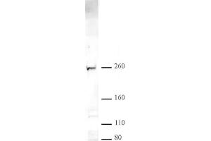 CHD2 pAb tested by Western blot. (CHD2 antibody  (C-Term))