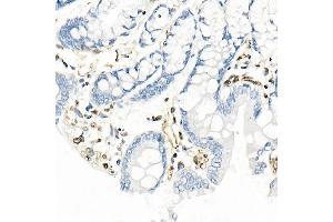 Immunohistochemistry (IHC) image for anti-Protein Quaking (QKI) antibody (ABIN7269699)
