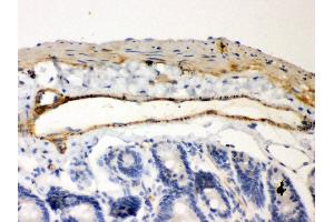 Anti- IKB beta Picoband antibody,IHC(P) IHC(P): Mouse Intestine Tissue (NFKBIB antibody  (AA 56-237))