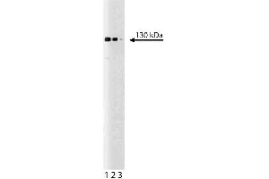 Western blot analysis of tomosyn on a rat cerebrum lysate. (STXBP5 antibody  (AA 910-1105))