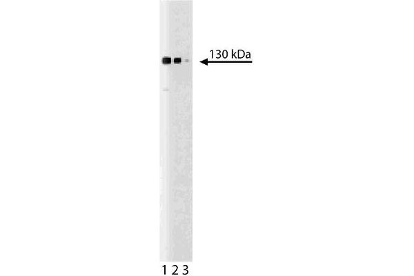 STXBP5 anticorps  (AA 910-1105)