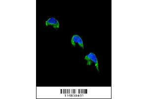 Confocal immunofluorescent analysis of CYP1A2 Antibody with 293 cell followed by Alexa Fluor 488-conjugated goat anti-rabbit lgG (green).