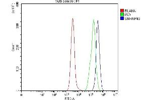 anti-Small Nuclear Ribonucleoprotein 40kDa (U5) (SNRNP40) (AA 43-357) antibody