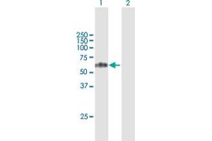 Western Blot analysis of TCN1 expression in transfected 293T cell line by TCN1 MaxPab polyclonal antibody. (TCN1 antibody  (AA 1-433))
