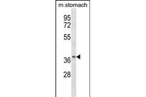 Mouse Csnk2a2 Antibody (N-term) (ABIN657725 and ABIN2846711) western blot analysis in mouse stomach tissue lysates (35 μg/lane). (CSNK2A2 antibody  (N-Term))