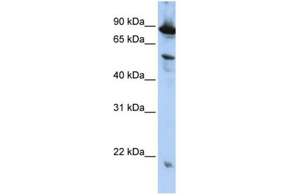 ZGPAT antibody  (N-Term)