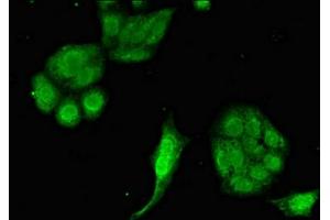 Immunofluorescent analysis of HepG2 cells using ABIN7152137 at dilution of 1:100 and Alexa Fluor 488-congugated AffiniPure Goat Anti-Rabbit IgG(H+L) (EIF2AK1 antibody  (AA 1-86))