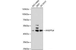Western blot analysis of extracts of various cell lines using ANGPTL4 Polyclonal Antibody at dilution of 1:1000. (ANGPTL4 antibody)