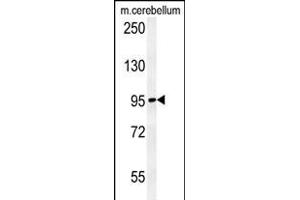 C12orf30 Antibody (Center) (ABIN654228 and ABIN2844062) western blot analysis in mouse cerebellum tissue lysates (15 μg/lane). (NAA25 antibody  (AA 720-748))
