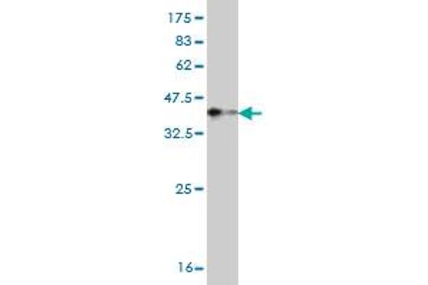 TNNT3 antibody  (AA 161-258)