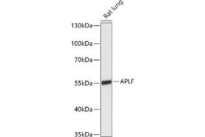 Western blot analysis of extracts of Rat lung, using APLF antibody (ABIN7265649) at 1:1000 dilution. (APLF antibody  (AA 200-380))