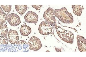 Immunohistochemistry of paraffin-embedded Mouse testis tissue using beta Tubulin Monoclonal Antibody at dilution of 1:200. (TUBB antibody)