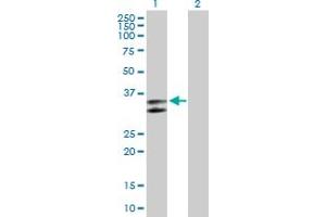 Western Blot analysis of SERPINC1 expression in transfected 293T cell line by SERPINC1 MaxPab polyclonal antibody.