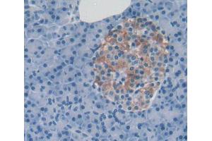 IHC-P analysis of pancreas tissue, with DAB staining. (PTPRU antibody  (AA 1263-1446))