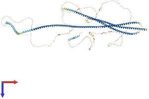 AlphaFold protein structure predicition of Human Recombinant TMF1 Protein, UniprotID P82094 (TMF1 Protein (AA 1-1093) (His tag))