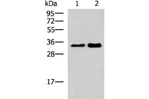 Western blot analysis of 293T cell lysates using HNRNPA1L2 Polyclonal Antibody at dilution of 1:500 (HNRNPA1L2 antibody)
