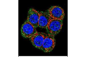 Confocal immunofluorescent analysis of CBS Antibody (N-term) (ABIN1881141 and ABIN2841140) with 293 cell followed by Alexa Fluor 488-conjugated goat anti-rabbit lgG (green). (CBS antibody  (N-Term))