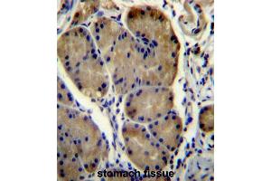 WDR86 Antibody (C-term) immunohistochemistry analysis in formalin fixed and paraffin embedded human stomach tissue followed by peroxidase conjugation of the secondary antibody and DAB staining. (WDR86 antibody  (C-Term))