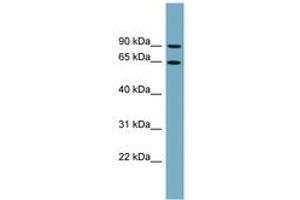 Image no. 1 for anti-Solute Carrier Family 12 (Potassium/chloride Transporters), Member 8 (Slc12a8) (AA 179-228) antibody (ABIN6743229)