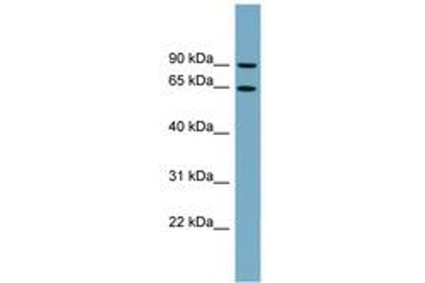SLC12A8 Antikörper  (AA 179-228)
