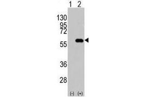 Image no. 2 for anti-CD4 (CD4) (N-Term) antibody (ABIN357033)