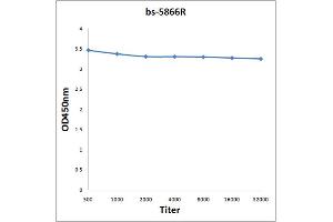 Kallikrein 13 antibody  (AA 151-250)