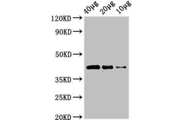 WNT8B antibody  (AA 24-358)